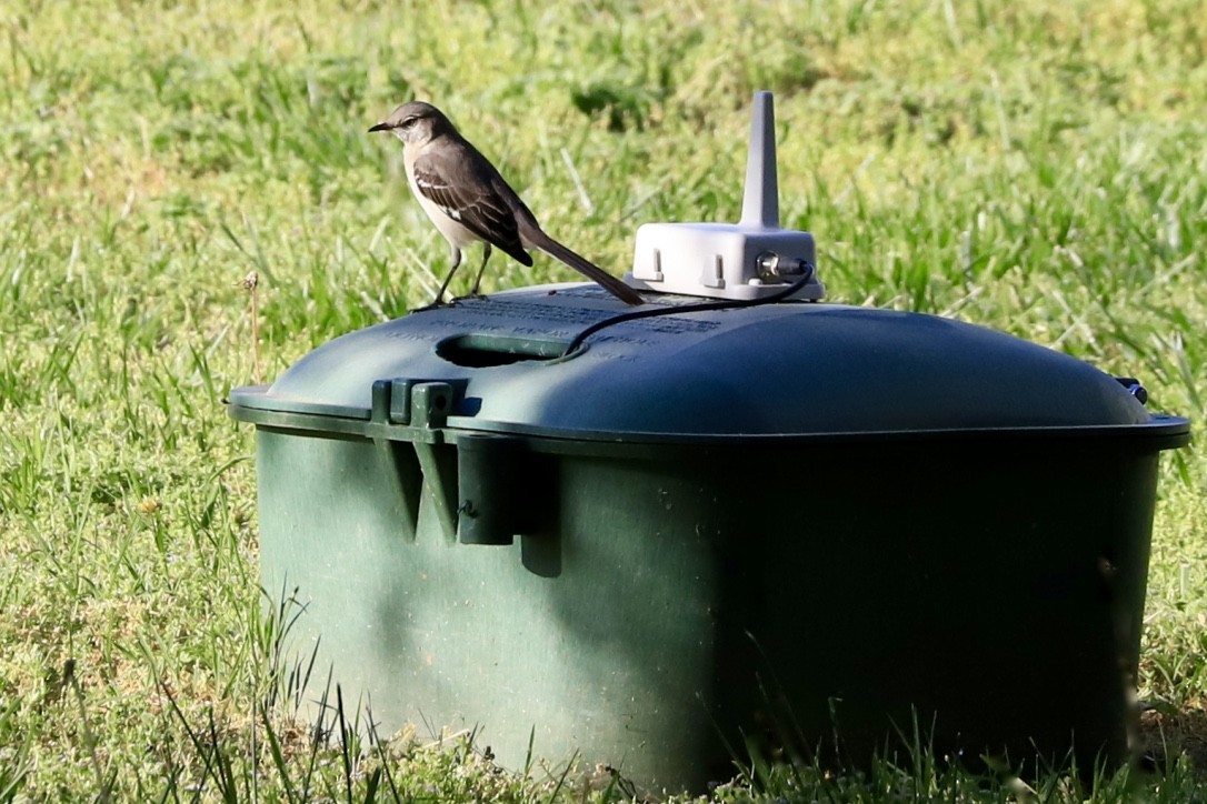 Northern Mockingbird - ML560627921