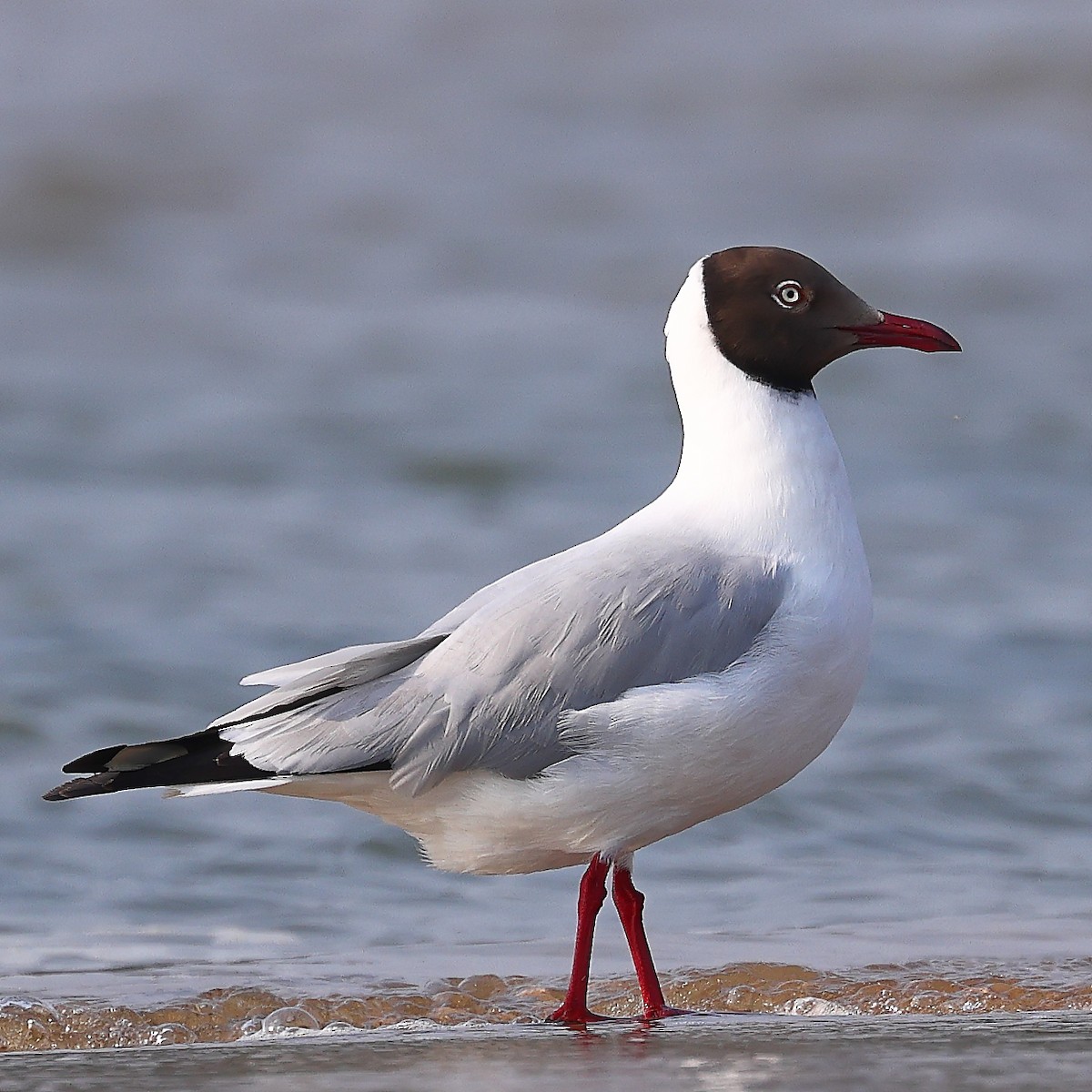 Brown-headed Gull - ML560628191