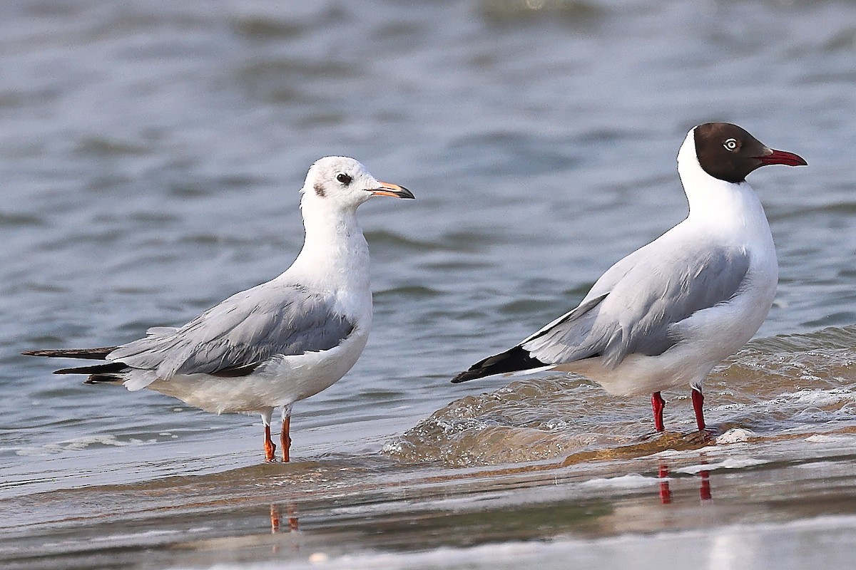 Brown-headed Gull - ML560628201