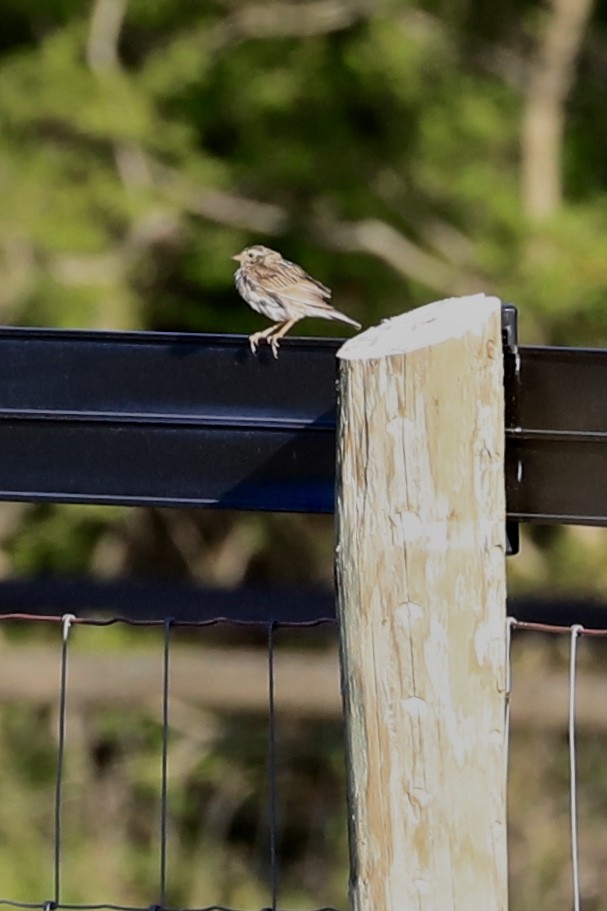 Field Sparrow - JoAnn Dalley