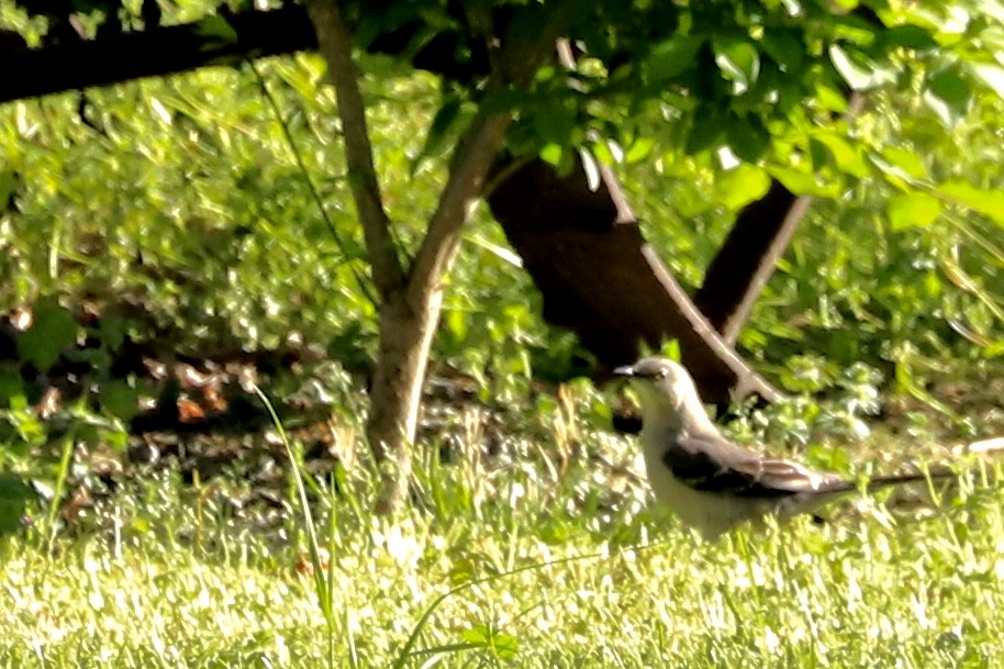 Northern Mockingbird - ML560628881