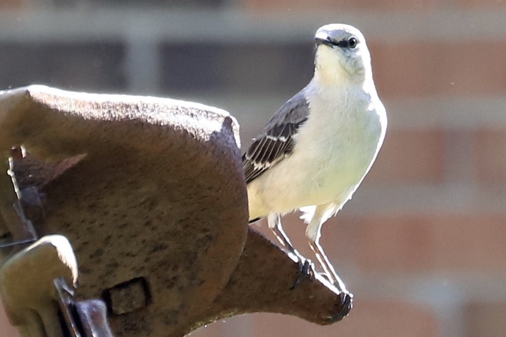 Northern Mockingbird - ML560628891