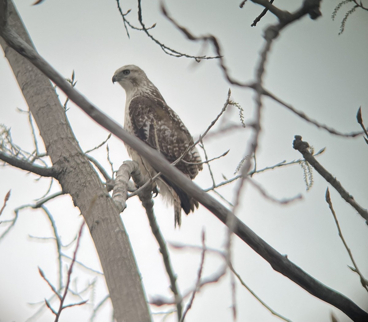 Red-tailed Hawk - ML560629531