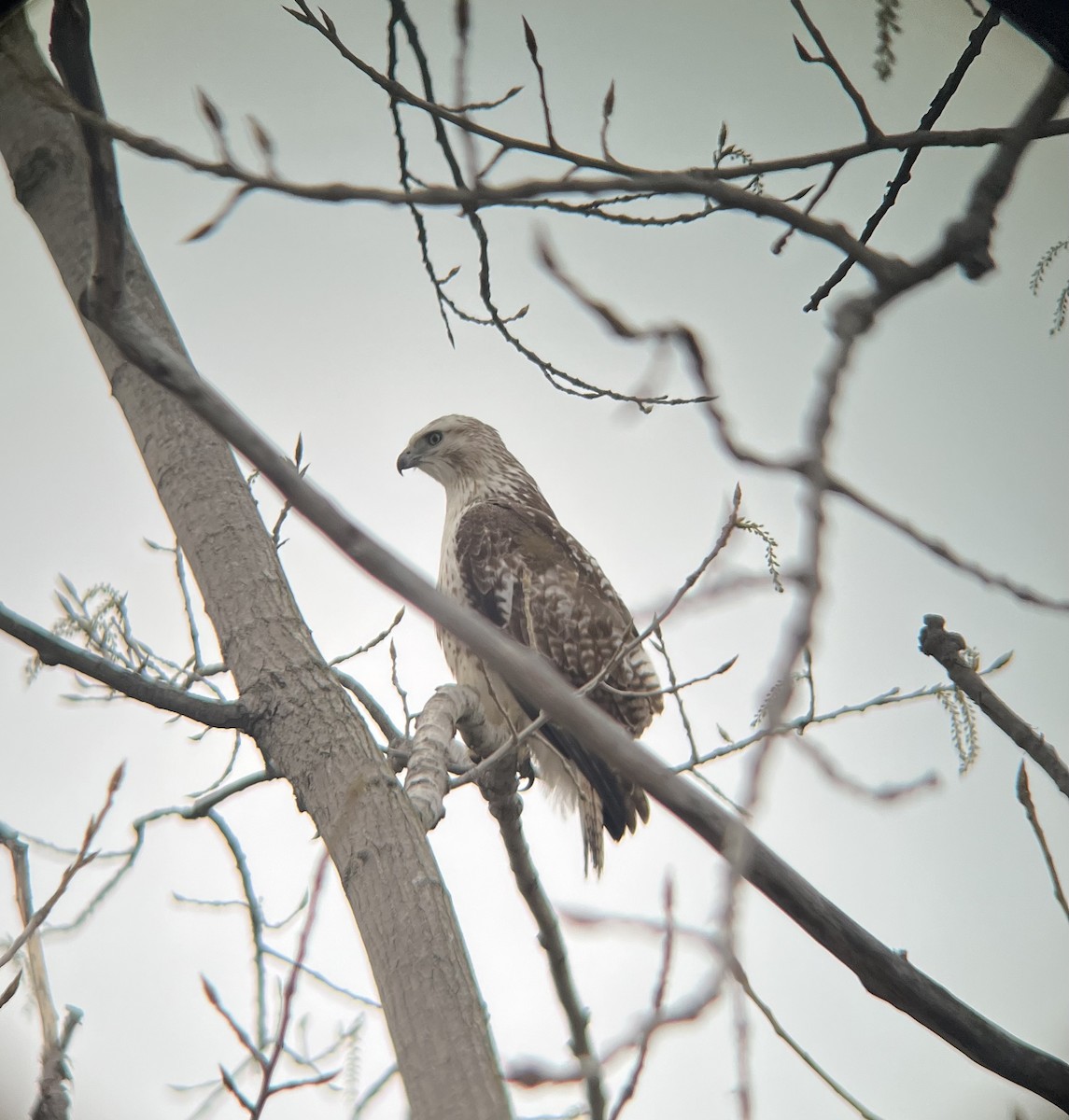 Red-tailed Hawk - Izacc Lucas