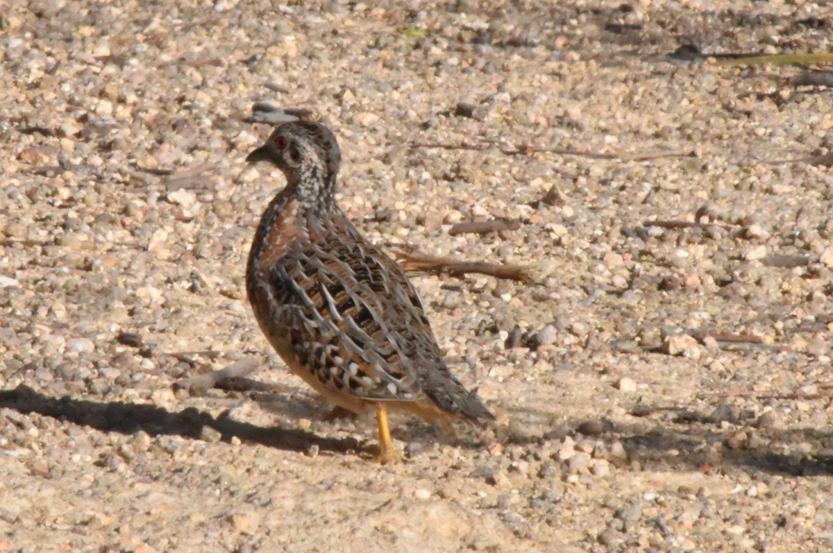 Painted Buttonquail - ML560630571