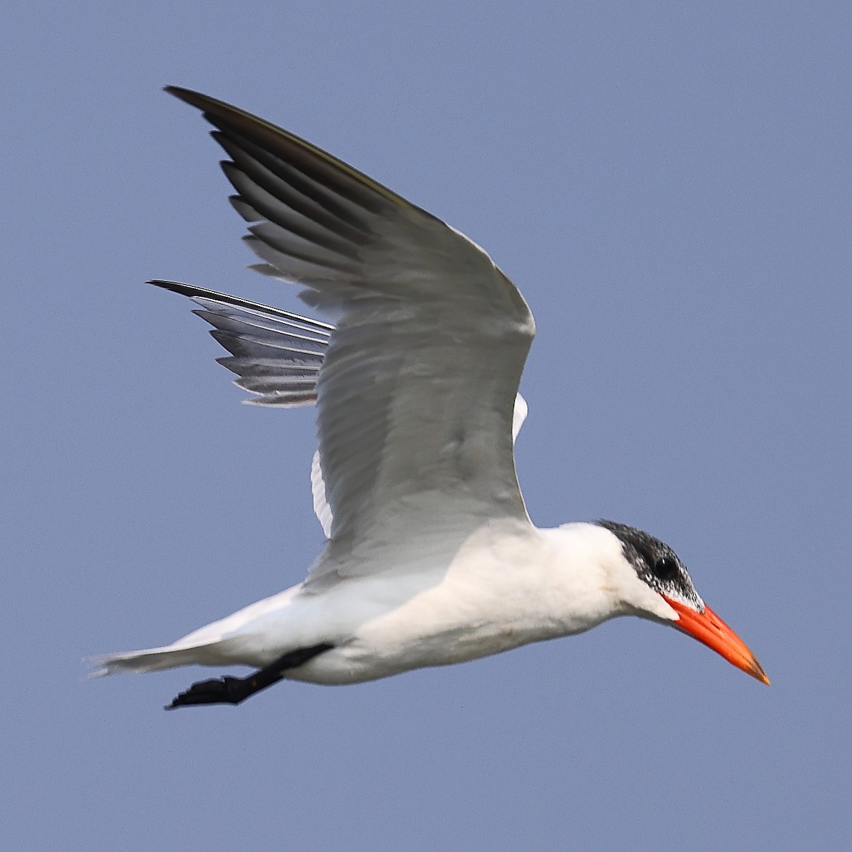 Caspian Tern - ML560631021