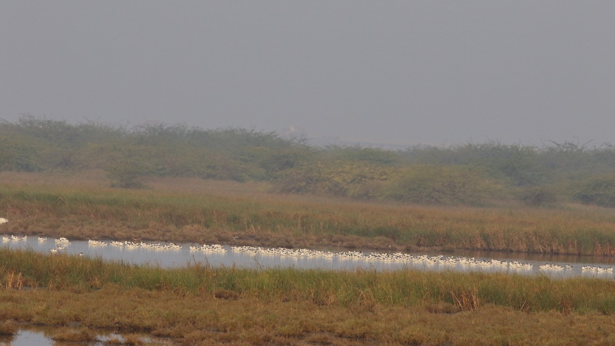 Avocette élégante - ML560632151