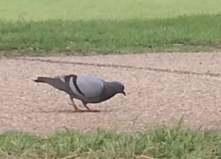 Rock Pigeon (Feral Pigeon) - ML560632161