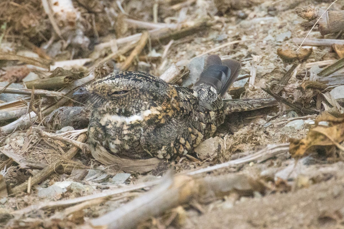 Tschudi's Nightjar - Michael Hooper