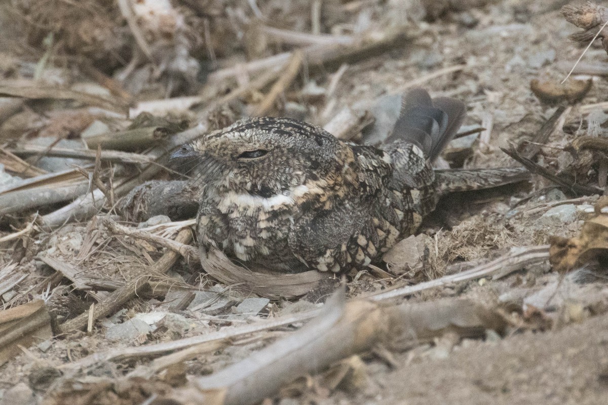 Tschudi's Nightjar - ML560633151