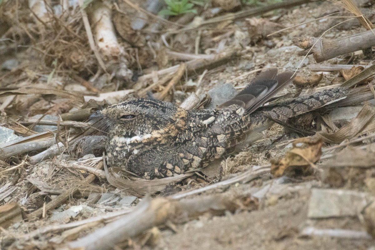 Tschudi's Nightjar - Michael Hooper