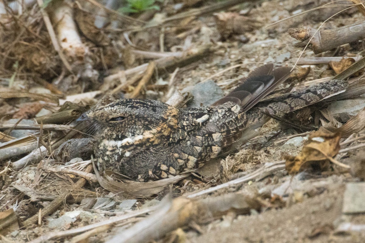 Tschudi's Nightjar - Michael Hooper