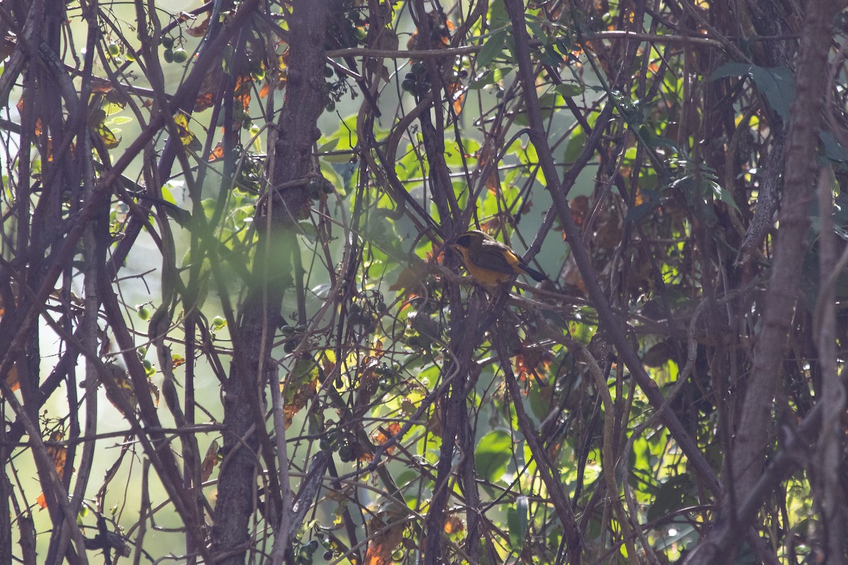 Golden Bush-Robin - ML560634401