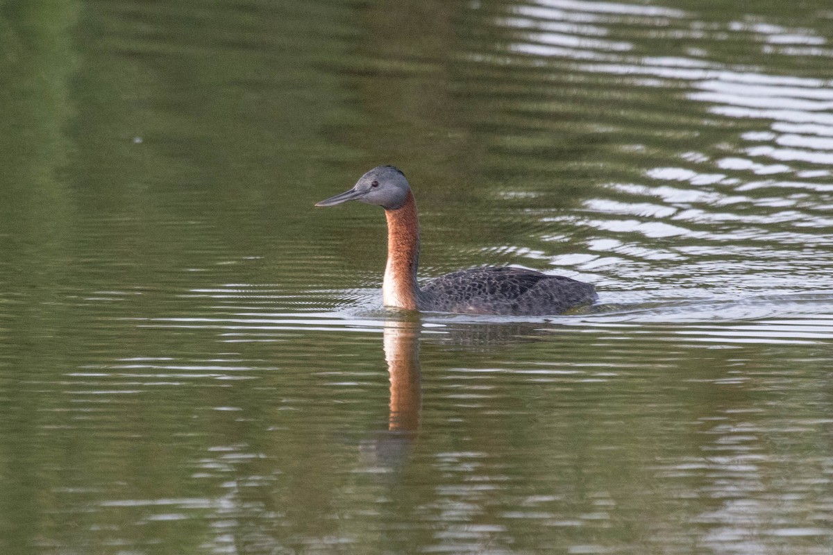 Great Grebe - ML560634591