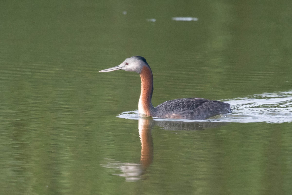 Great Grebe - ML560634601