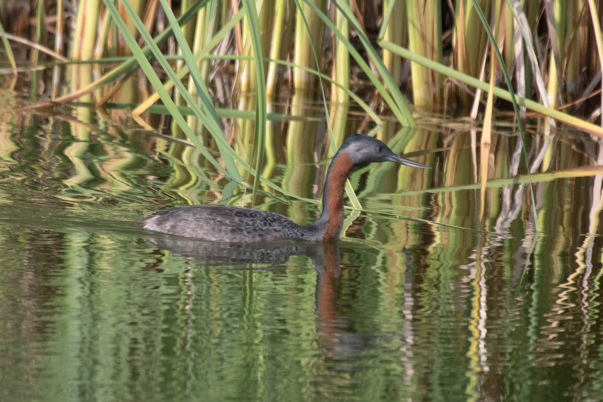 Great Grebe - ML560634621