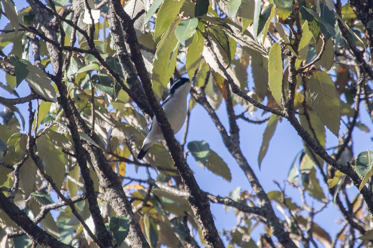 White-browed Shrike-Babbler - ML560635111