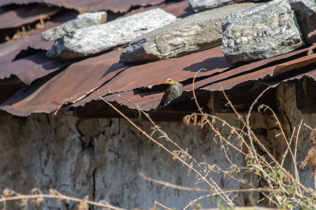 Yellow-rumped Honeyguide - ML560635261