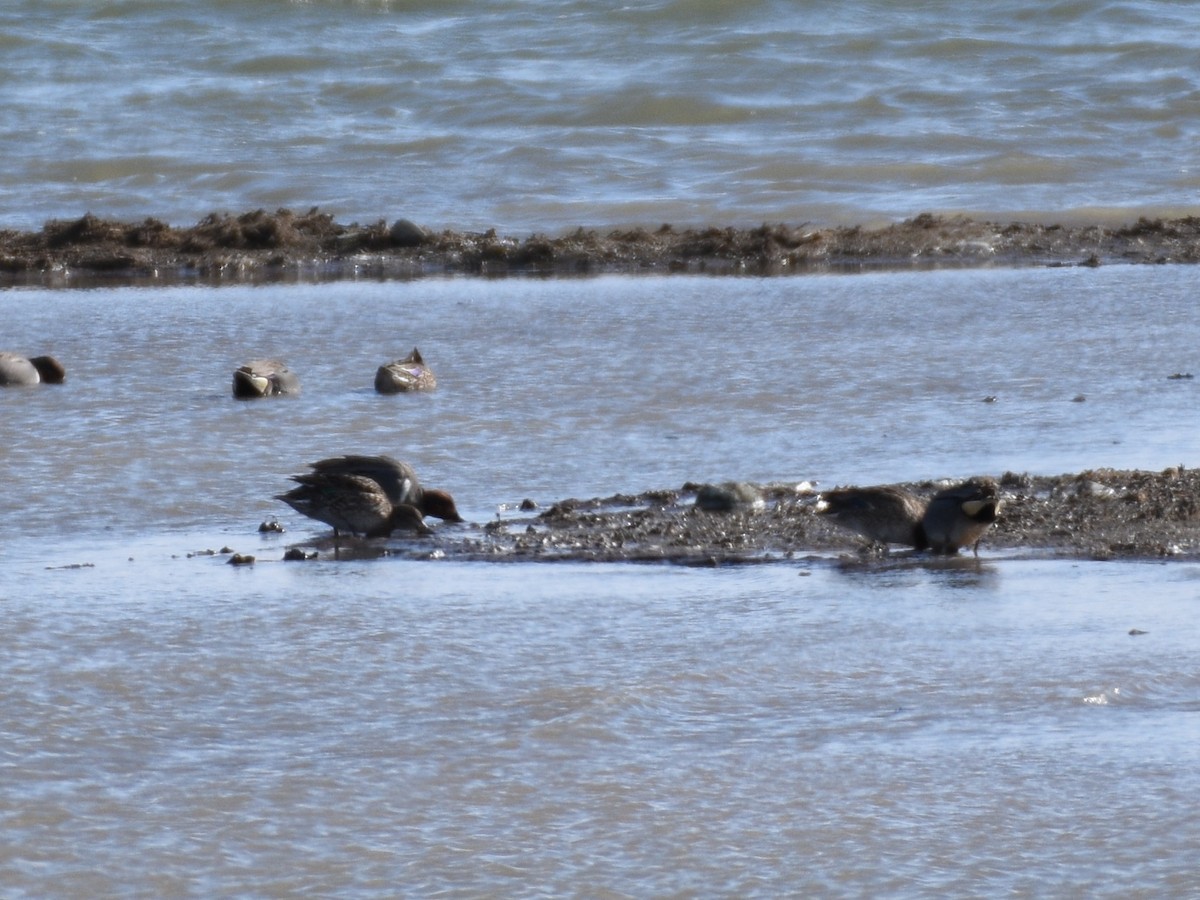 Green-winged Teal - ML560635451