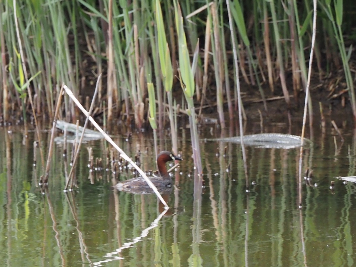 Little Grebe - Hajime Koga