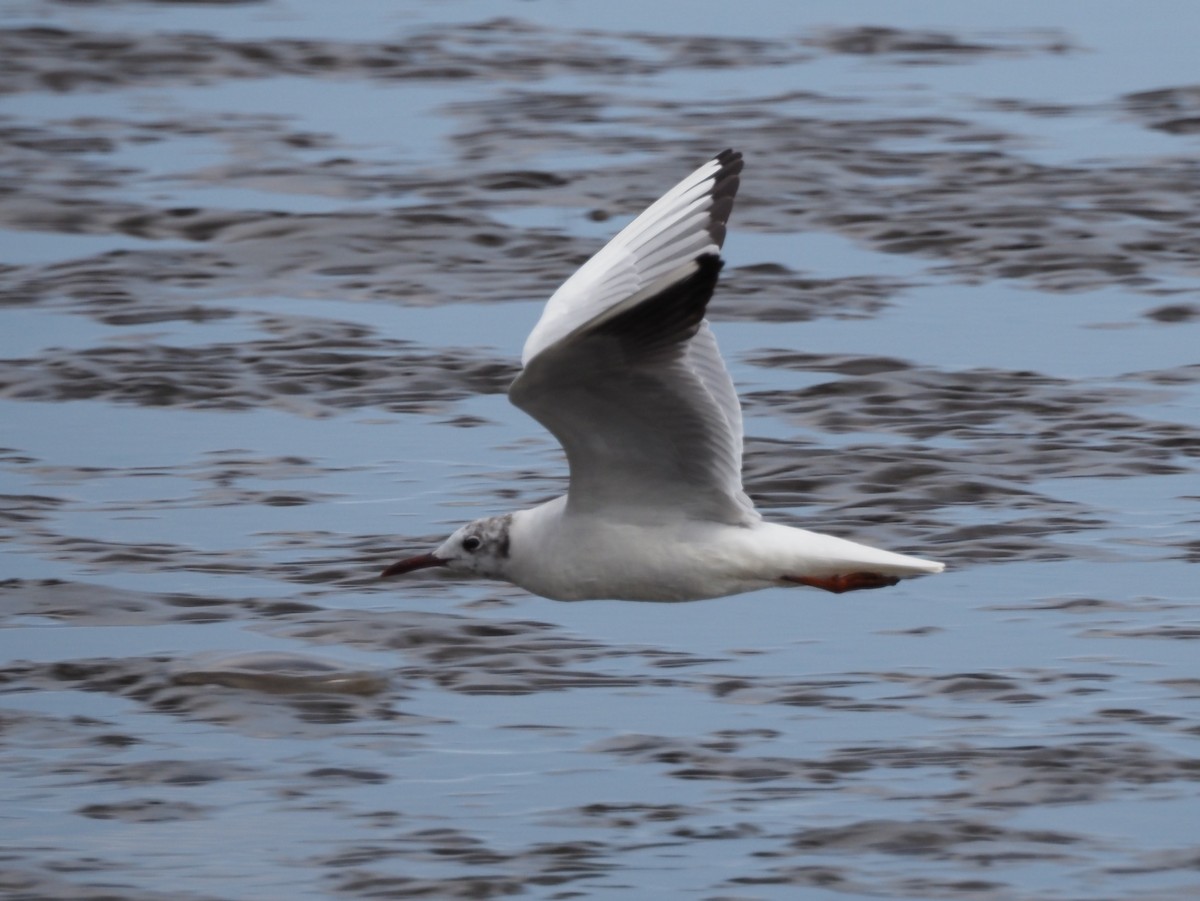 Black-headed Gull - ML560636121