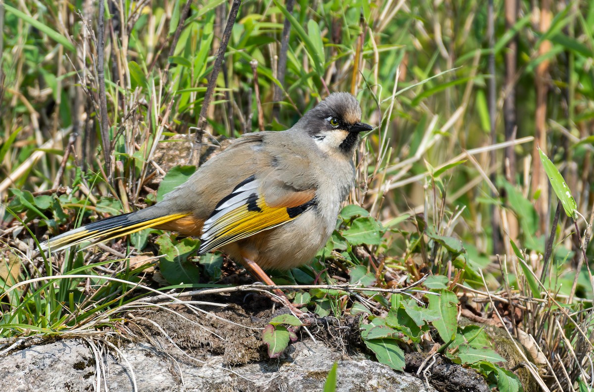 Variegated Laughingthrush - ML560637951