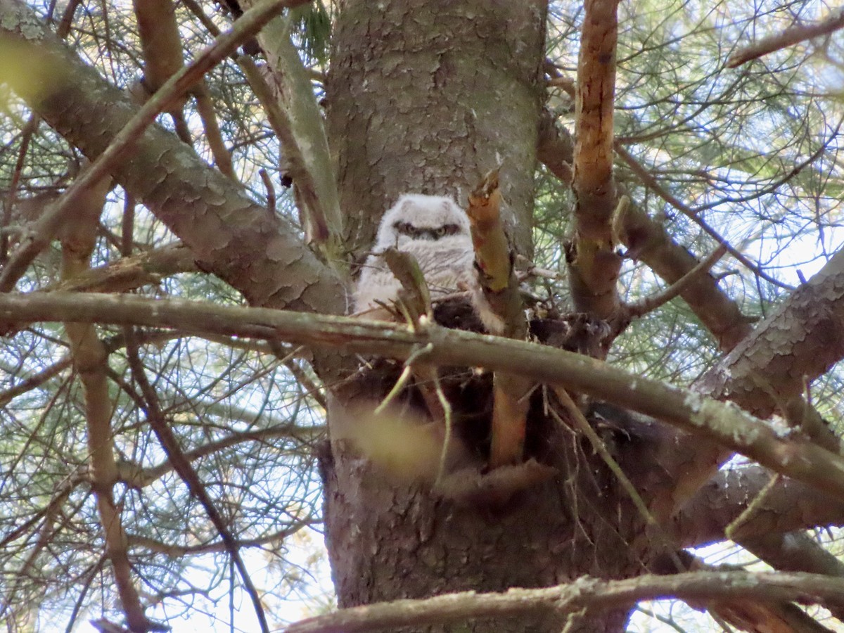 Great Horned Owl - ML560638291