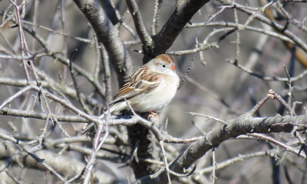 Field Sparrow - ML560639211
