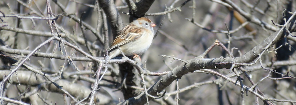 Field Sparrow - ML560639221