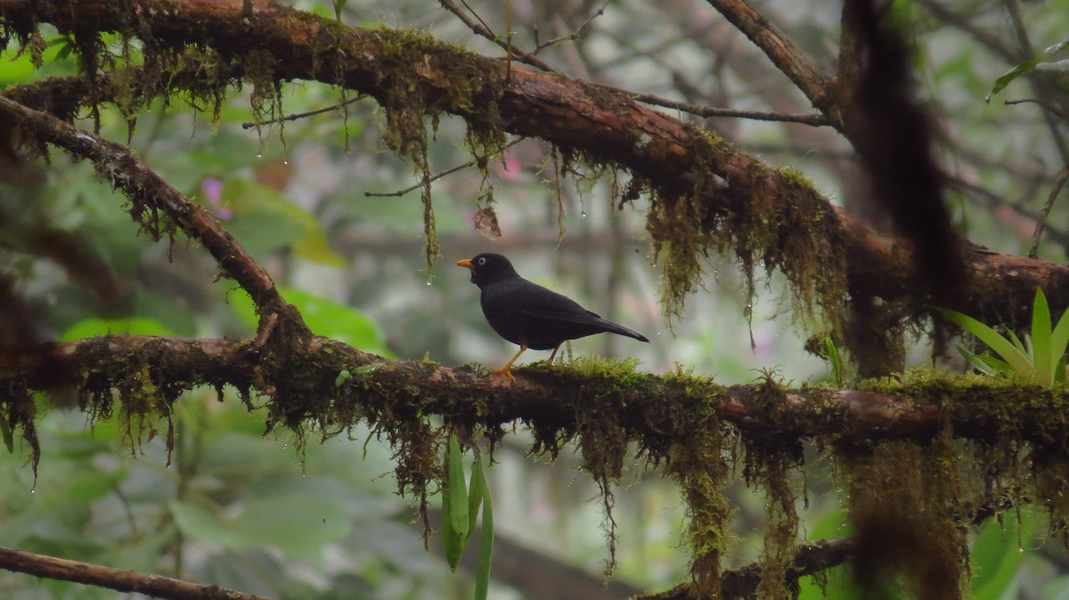 Pale-eyed Thrush - Jorge Muñoz García   CAQUETA BIRDING
