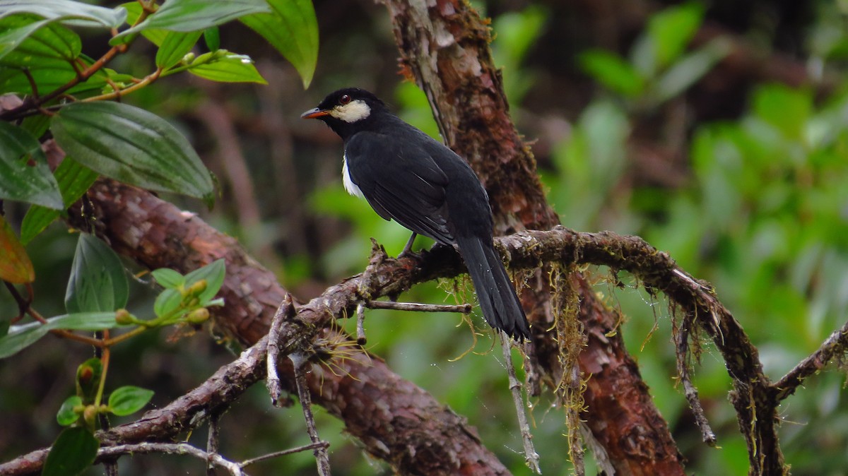 Black Solitaire - Jorge Muñoz García   CAQUETA BIRDING