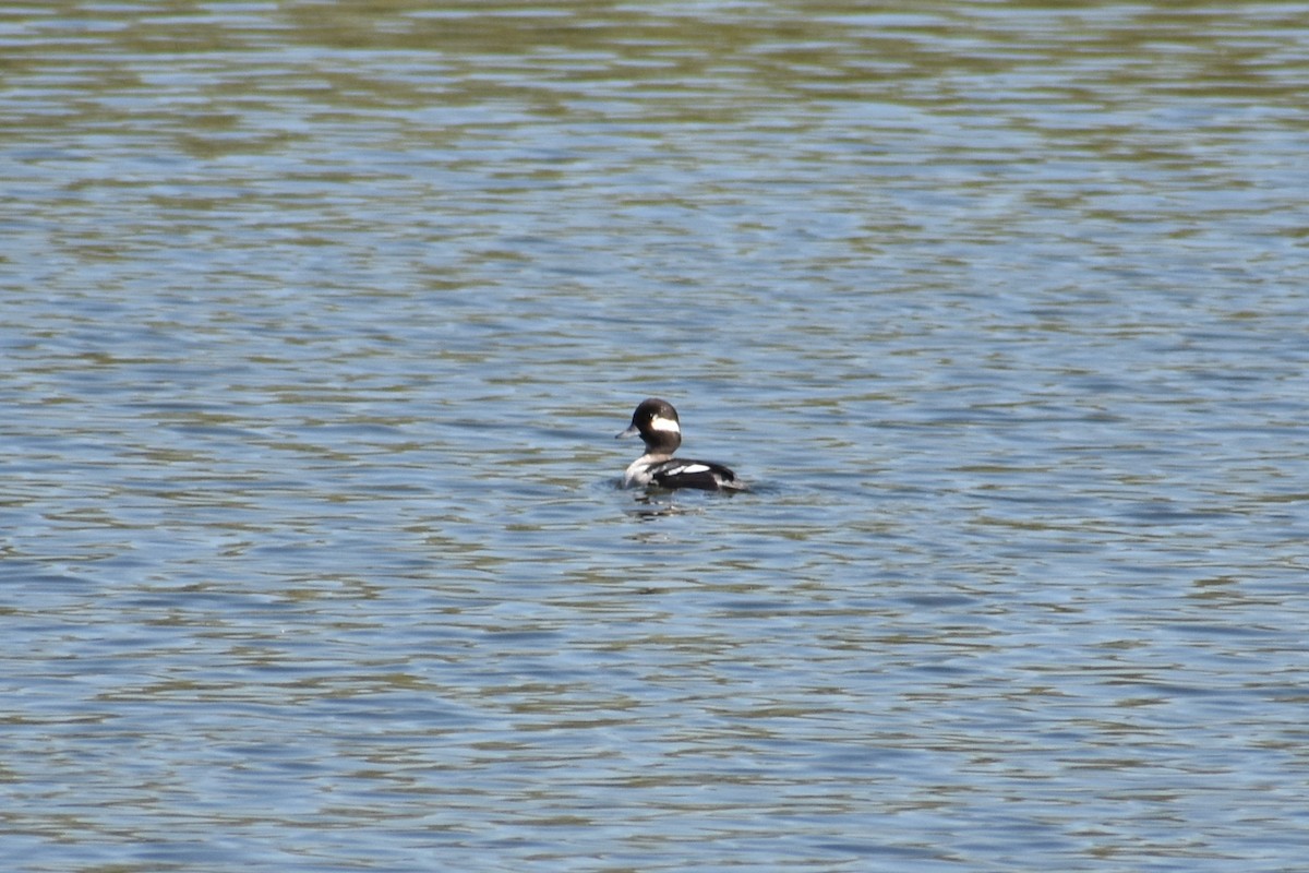 Bufflehead - ML560643201