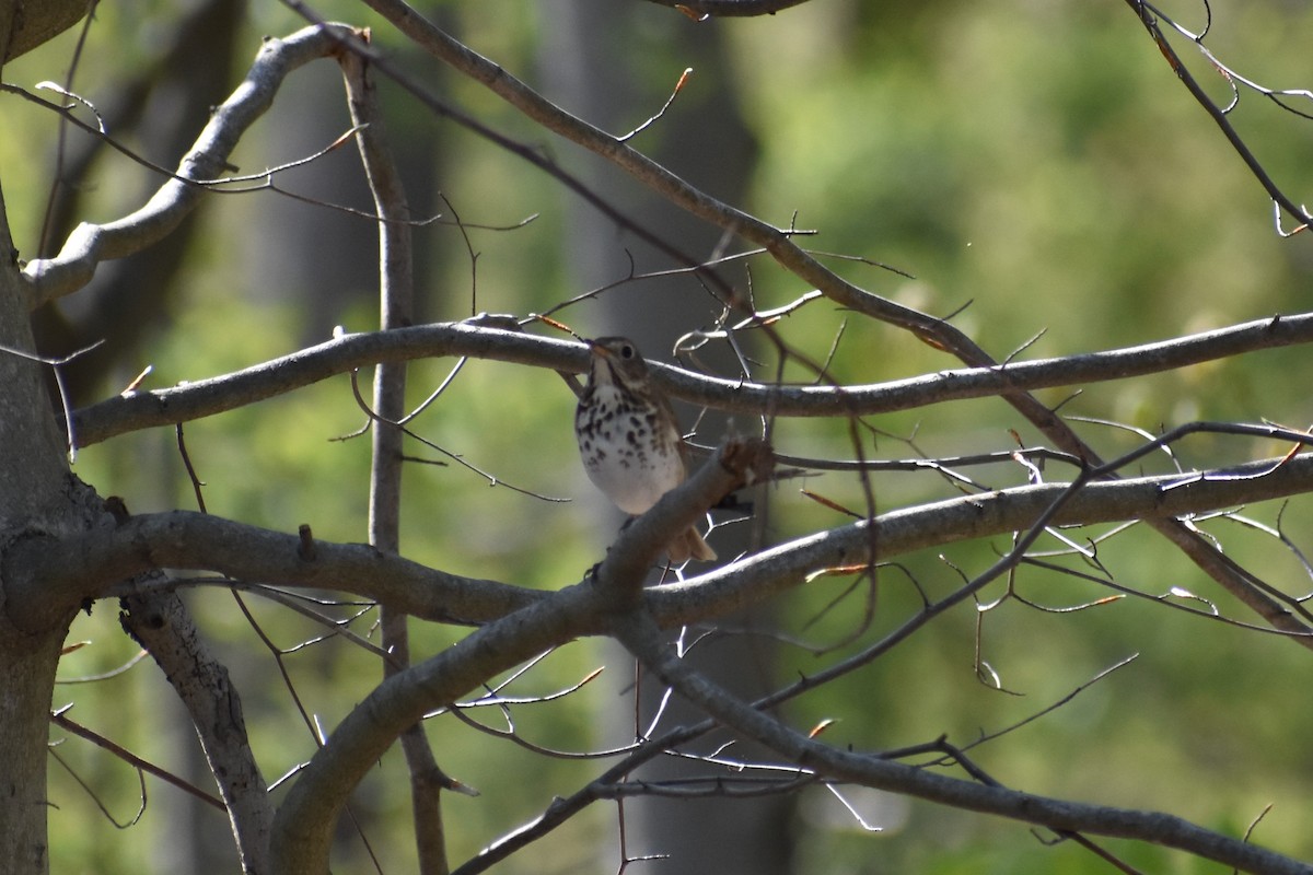 Hermit Thrush - ML560643311