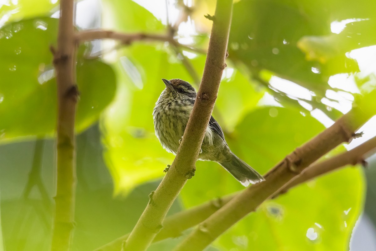 Equatorial Graytail - Stefan Hirsch