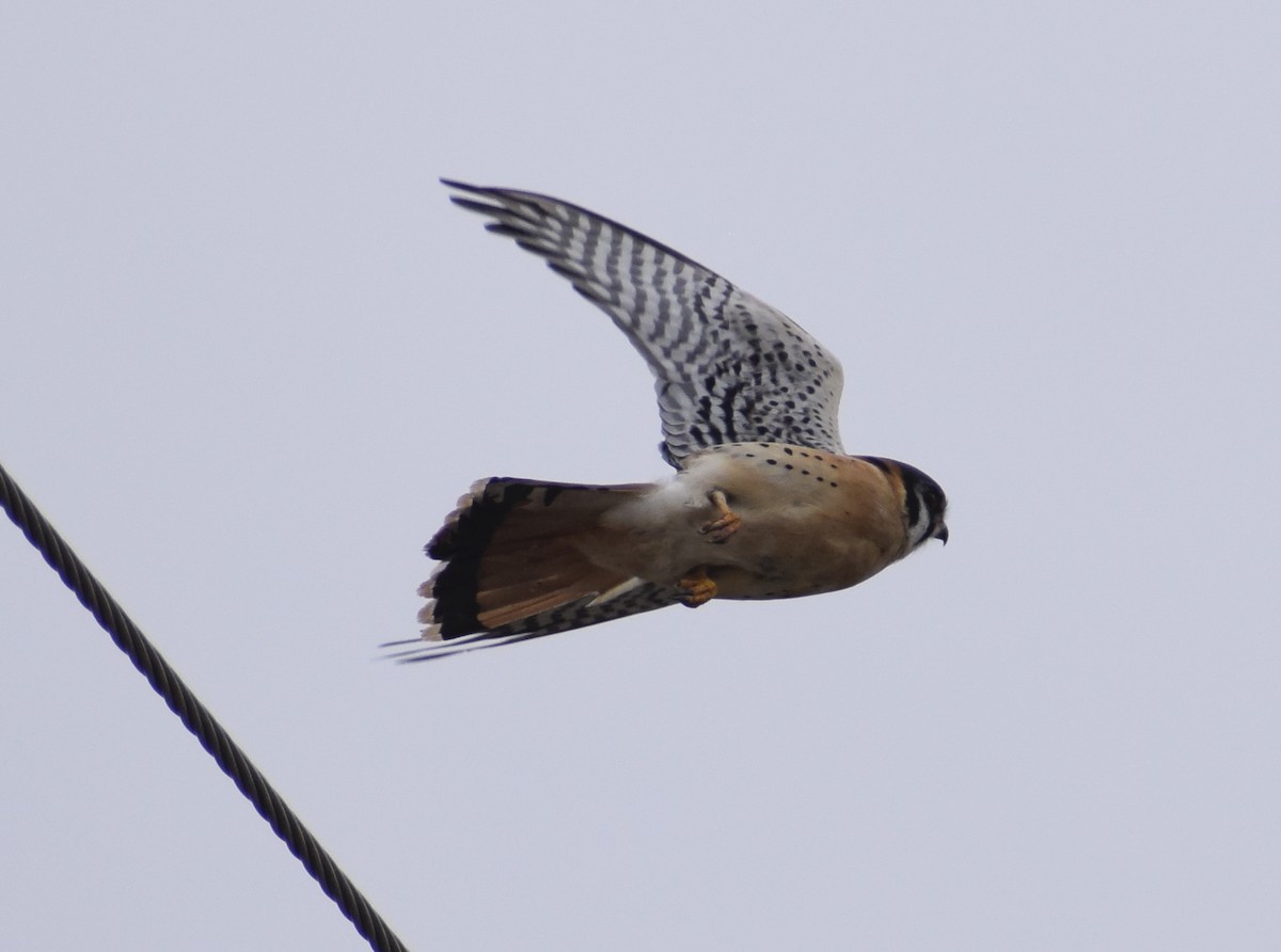 American Kestrel - ML560645151