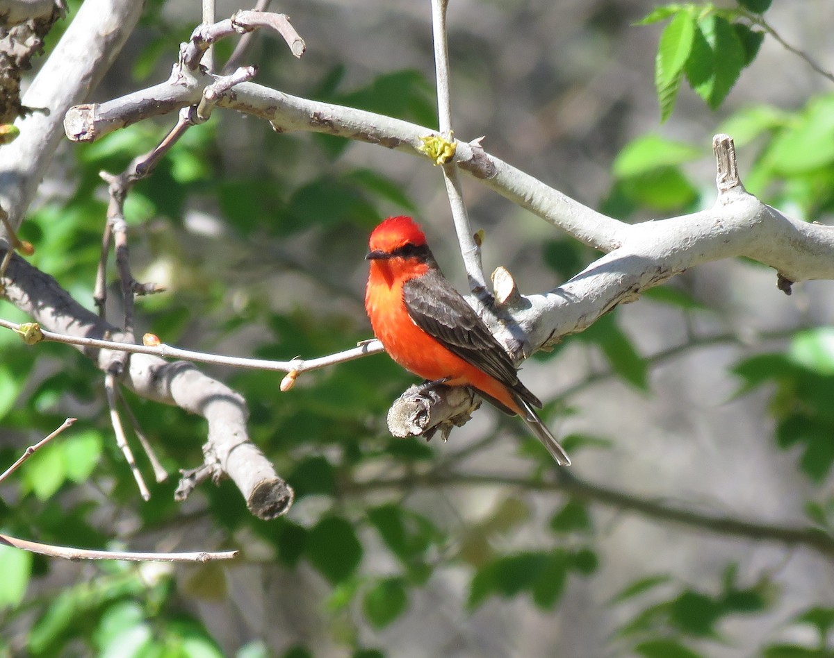 Vermilion Flycatcher - ML560645861