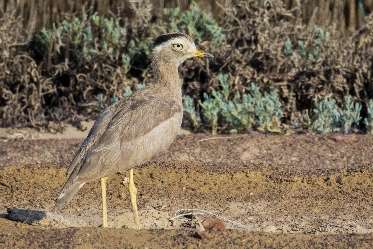 Peruvian Thick-knee - ML560646491