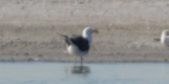 Yellow-footed Gull - ML560646631