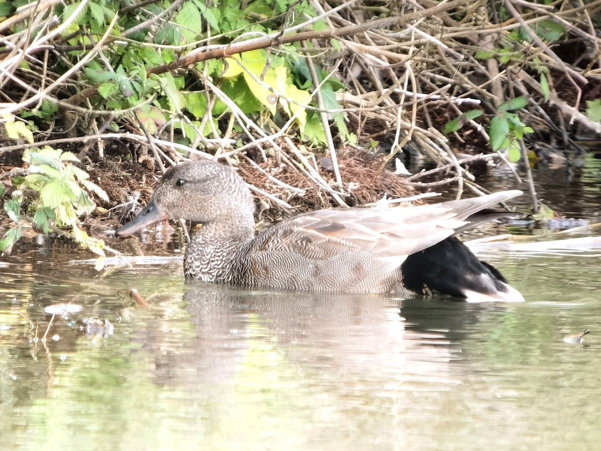 Gadwall - ML560647621