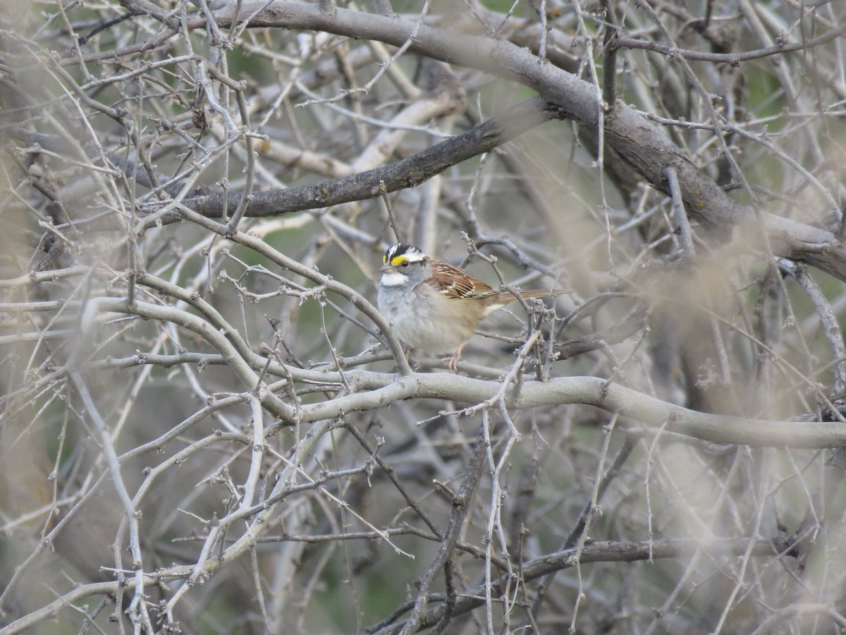 White-throated Sparrow - ML560649231