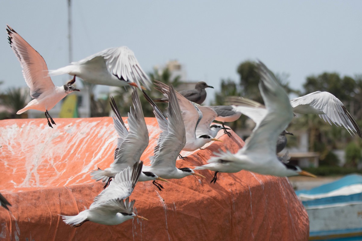 Elegant Tern - ML560649521