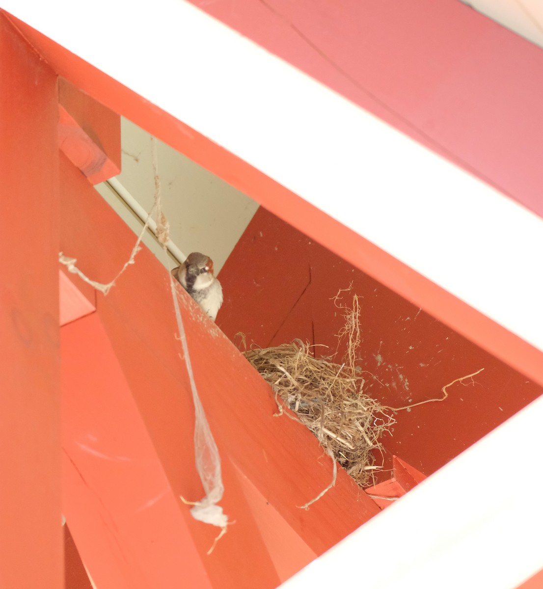 House Sparrow - Jean-Marc Emery