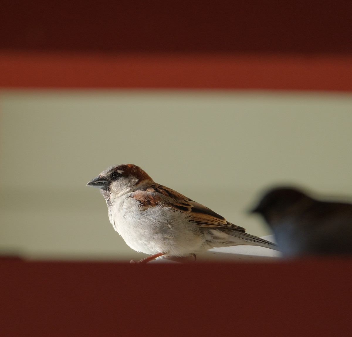 House Sparrow - ML560649681