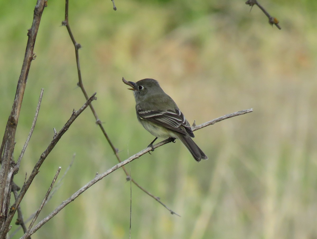 Hammond's Flycatcher - ML560649841