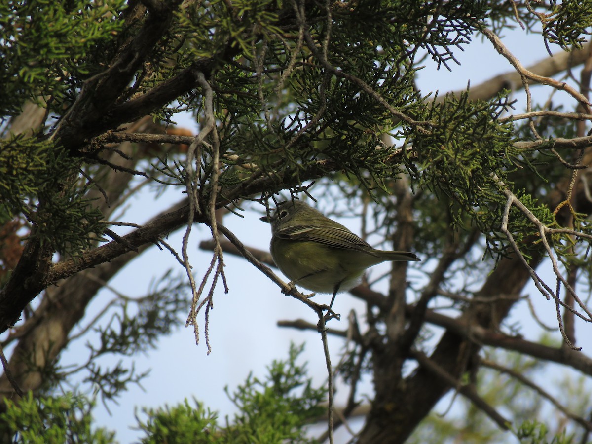 Cassin's Vireo - ML560650071