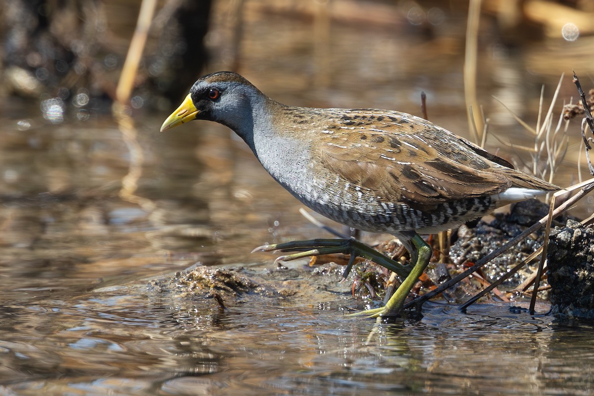 Carolinasumpfhuhn - ML560650461