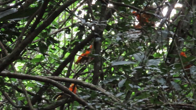 Guianan Cock-of-the-rock - ML560650661