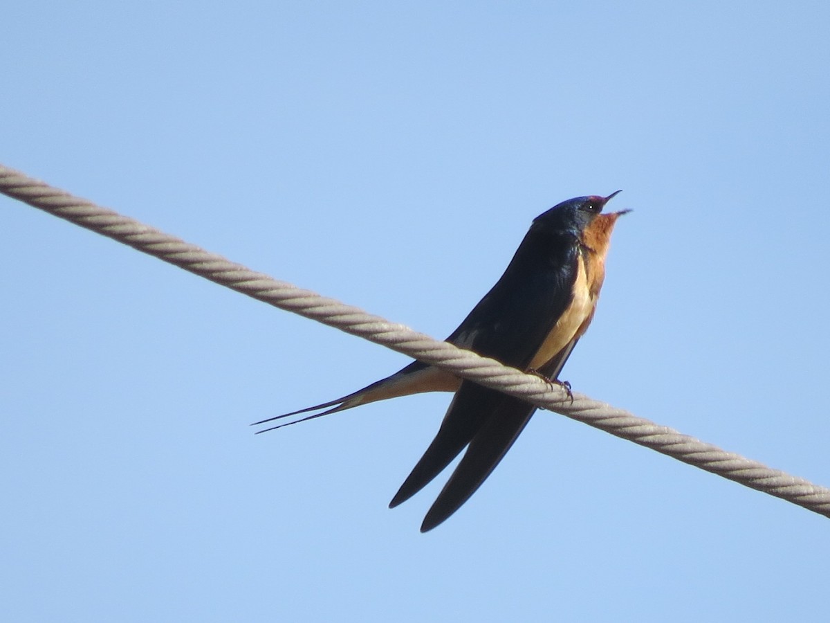 Barn Swallow - ML56065081