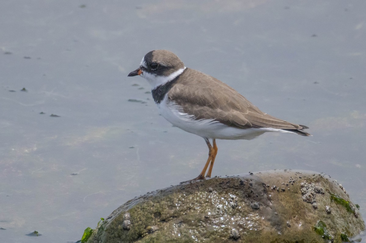 Semipalmated Plover - ML560651191