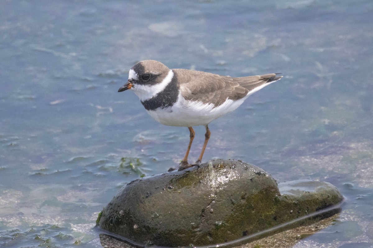 Semipalmated Plover - ML560651201